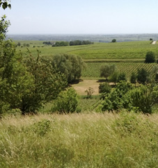 Regiosaatgut:Grünland im Weinbaugebiet